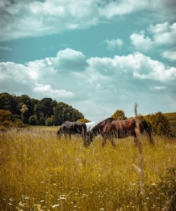 A field of horses