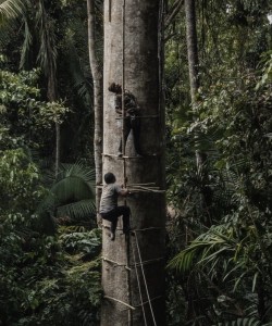 Men climbing a large tree