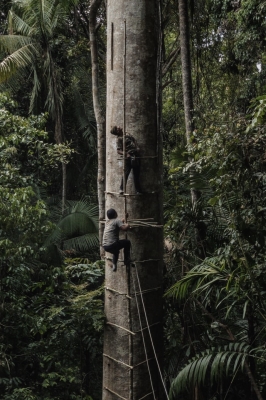 Men climbing a large tree